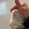 Gatos sin Sentido 2😺🖤 6