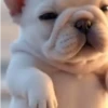 Perro pibble tiktok🔥 7