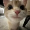 Gatos sin Sentido 2😺🖤 10