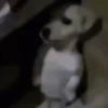 Shitpost animadas  13