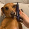 Cachorro Gif 9