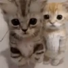 🐈‍⬛🐱🧶 GATOS | CATS 4 🧶🐱🐈‍⬛ 12