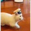 Reacciones gatunas🐱🤪 16