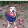🐕 Apple Dog Perro con🍎 9