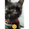 Mascotas Tiktok😼🐶 10