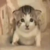 GATOS ANIMADOS 😭 6