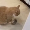 Gatinhos little cats 19