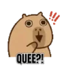 QUEE?!