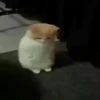 Gatos 2 8