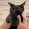 🐈‍⬛🐱🧶 GATOS | CATS 4 🧶🐱🐈‍⬛ 4