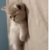 Cute Cat's 🐱🐾❤️ 20