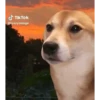 Gif3 7