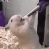 Hamster gifs baixa qualidade  16