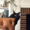 Random Cat's🐱🐾 7