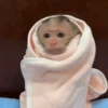 Punch monkey mono macaco 7