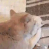 💙🐱Michitos reacciones🐱💙 13
