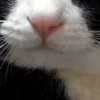Reacciones gatunas🐱🤪 19