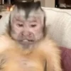 Macaquinho vida Loka 🫨 11