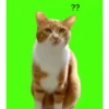 Kucing random 2 ✨🐈😼 10