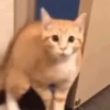 💙🐱Michitos reacciones🐱💙 7