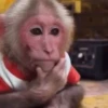 Macacos 7