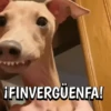 🐶Reacciones de Perritos🐶 7