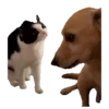 Animales Tiktoks 🤣 10