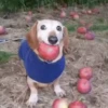 🐕 Apple Dog Perro con🍎 5