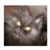 Gatito sacando la lengua 💋😝 9