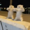 Gatos  8