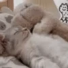 Random Cat's🐱🐾 16