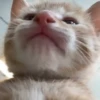 Gatos Curiosos 3😼👁️‍🗨️  15