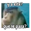 Monos | Monkey 🐵🍌 7