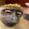 Monos  11