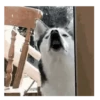 Dog/ Perro Reacciones 🐶🤪 8