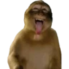Macaco | Reações  6