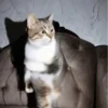 Michis Tóxicos Vol. 1 🐱💣 9