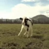 Vaca bailando 🐮 5