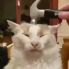 GATOS ANIMADOS 😭 9