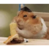 🐹✨️REACCIONES HAMSTER FUNNY✨️🐹 7