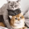 Reacciones gatunas🐱🤪 17