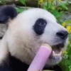 Panda 🐼 13