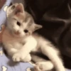 🌈🐈Reaccion Gatos Pal Chat🐈‍⬛🌈 22