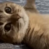 GATITOS 😸 14