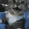 Gatos 11