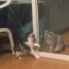 🐾 Gatos ramdon 2 🐈 11