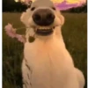 Smiling Dog with Flower