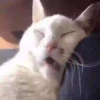 💙🐱Michitos reacciones🐱💙 5