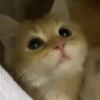 Gatitos. | @ocenferios  Haki. 11