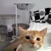 Gatitos. | @ocenferios  Haki. 8